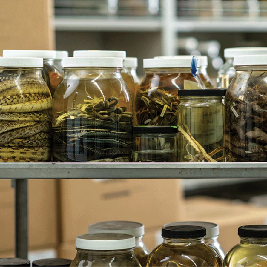 Museum of Zoology’s 70,000 snake specimens form world’s largest research collection.