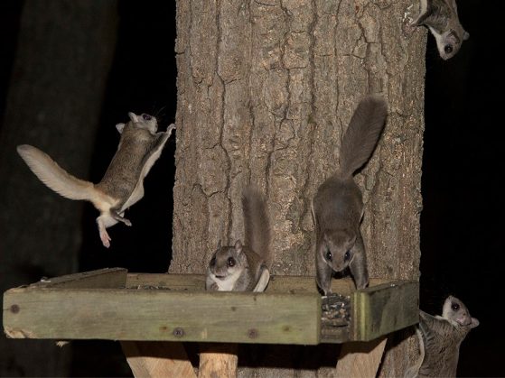 Flying squirrels dart on and off a feeding platform at the Biological Station