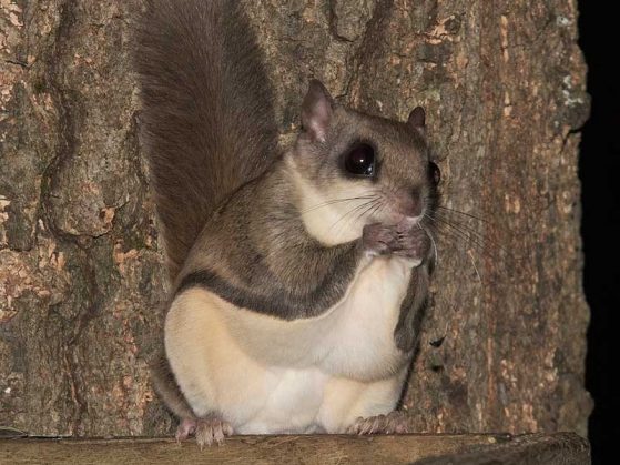 close-up of a flying squirrel