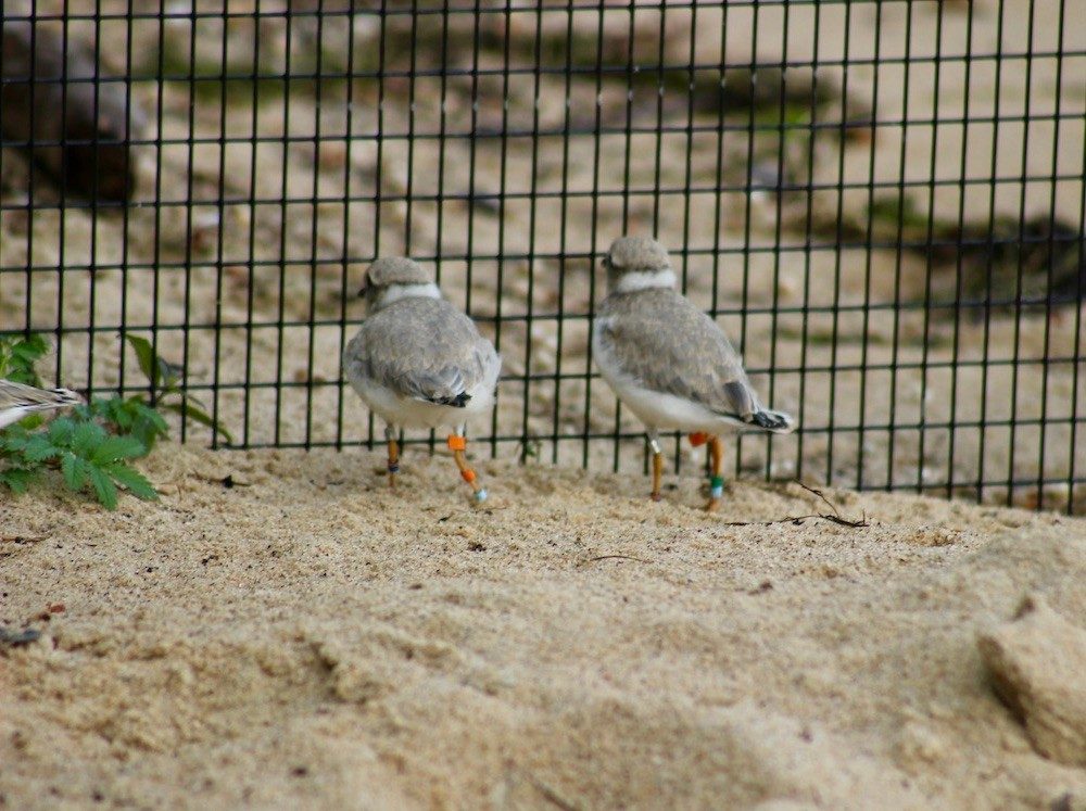 Birds on sand next to fence