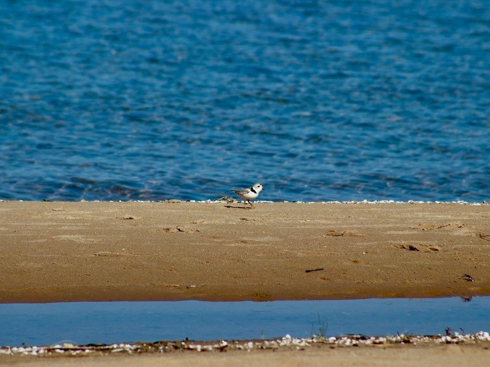 Bird on shoreline
