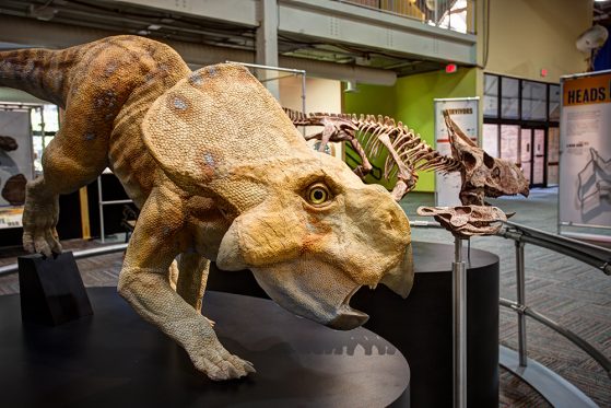 Twin models of Protoceratops, one showing a skeleton, the other a fleshed-out model, demonstrate this dinosaur’s unique frills. Scientists have developed new theories about why they sported these dramatic features. ©AMNH