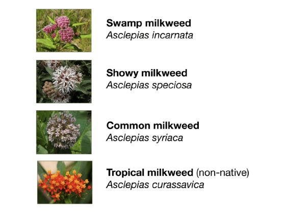 Milkweed species