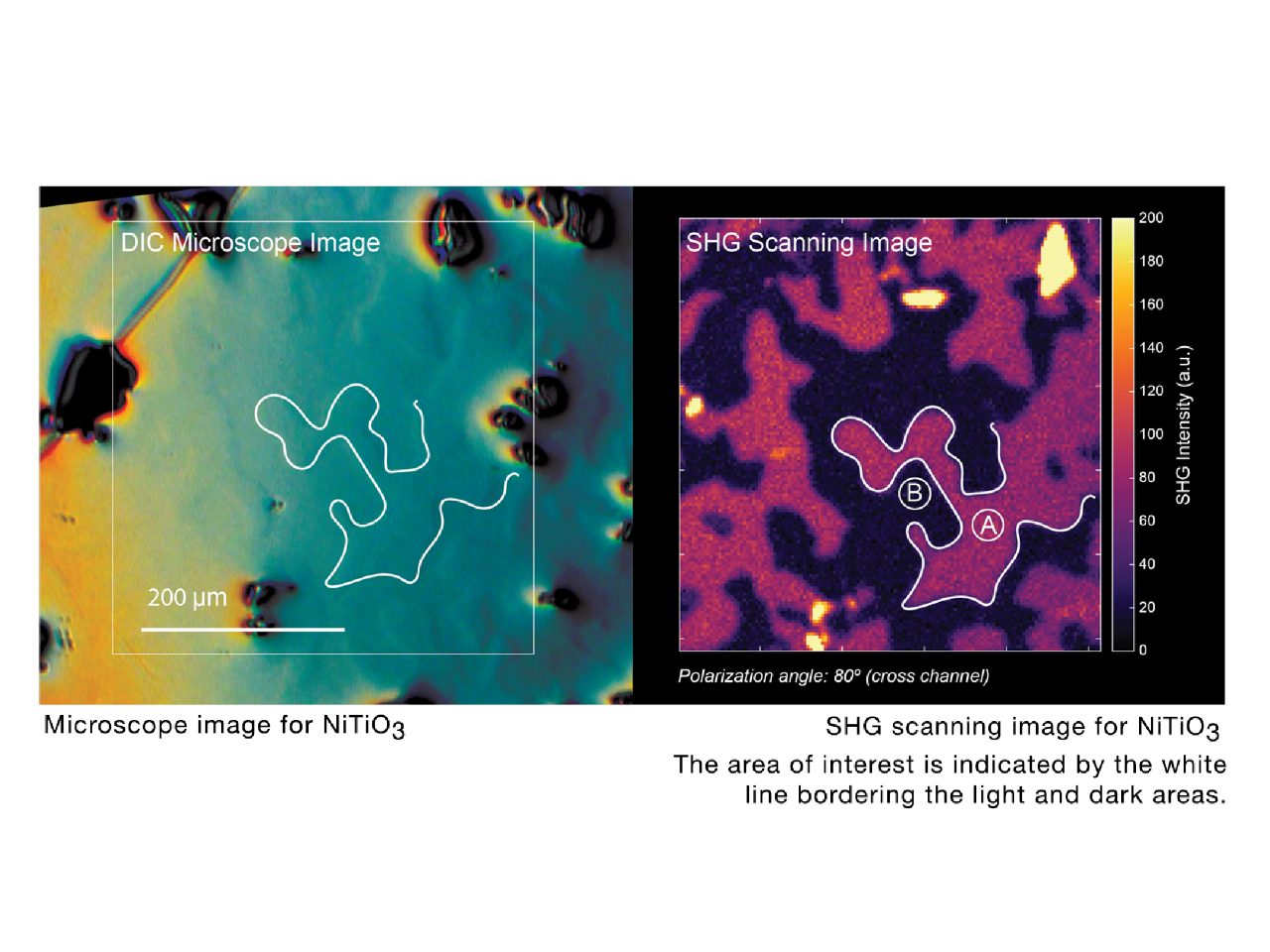 DIC microscope image