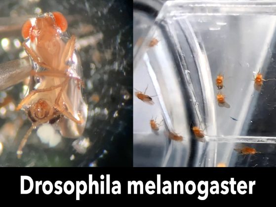 Dresophila melanogaster