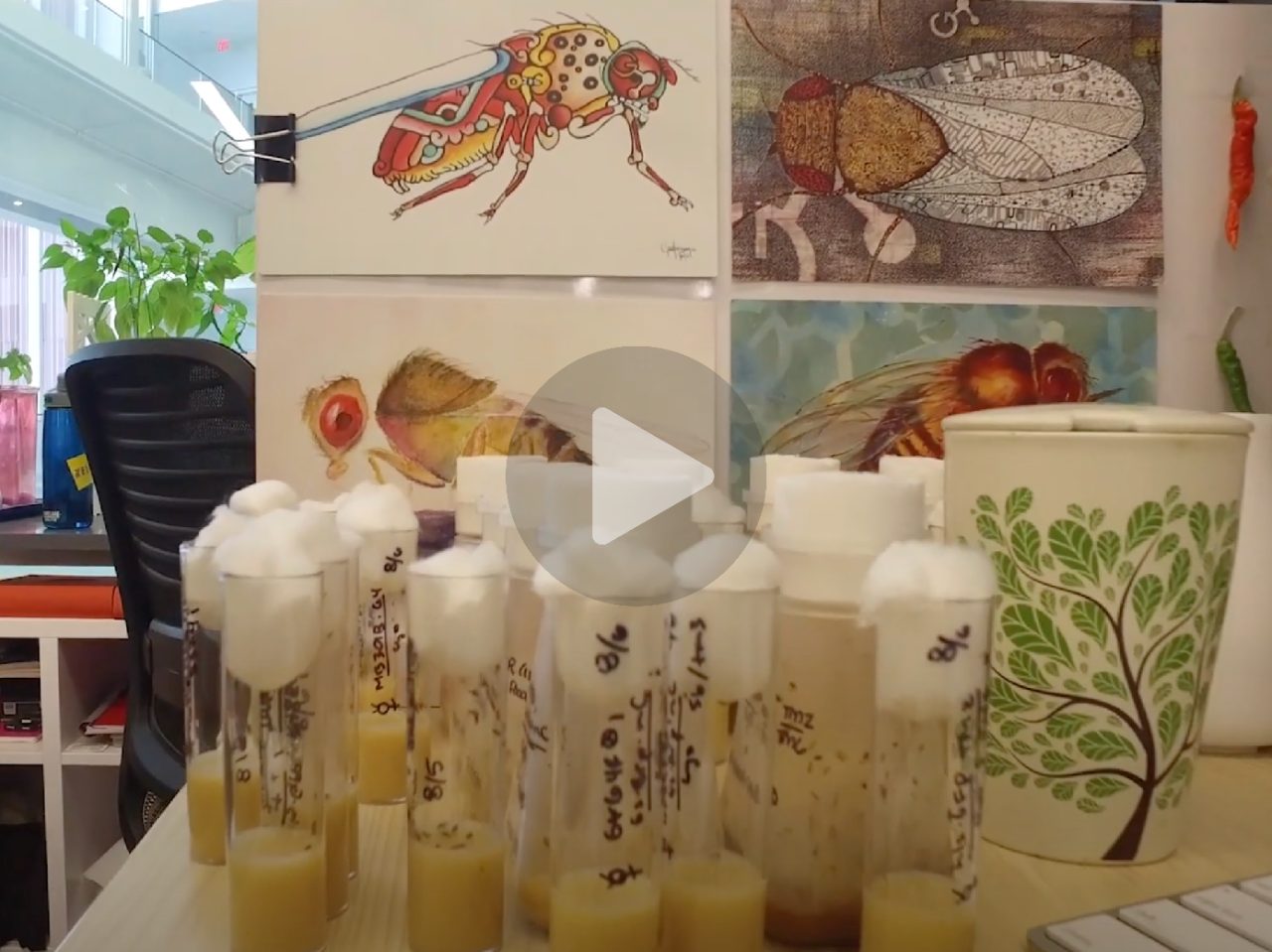 Fruit fly art and vials