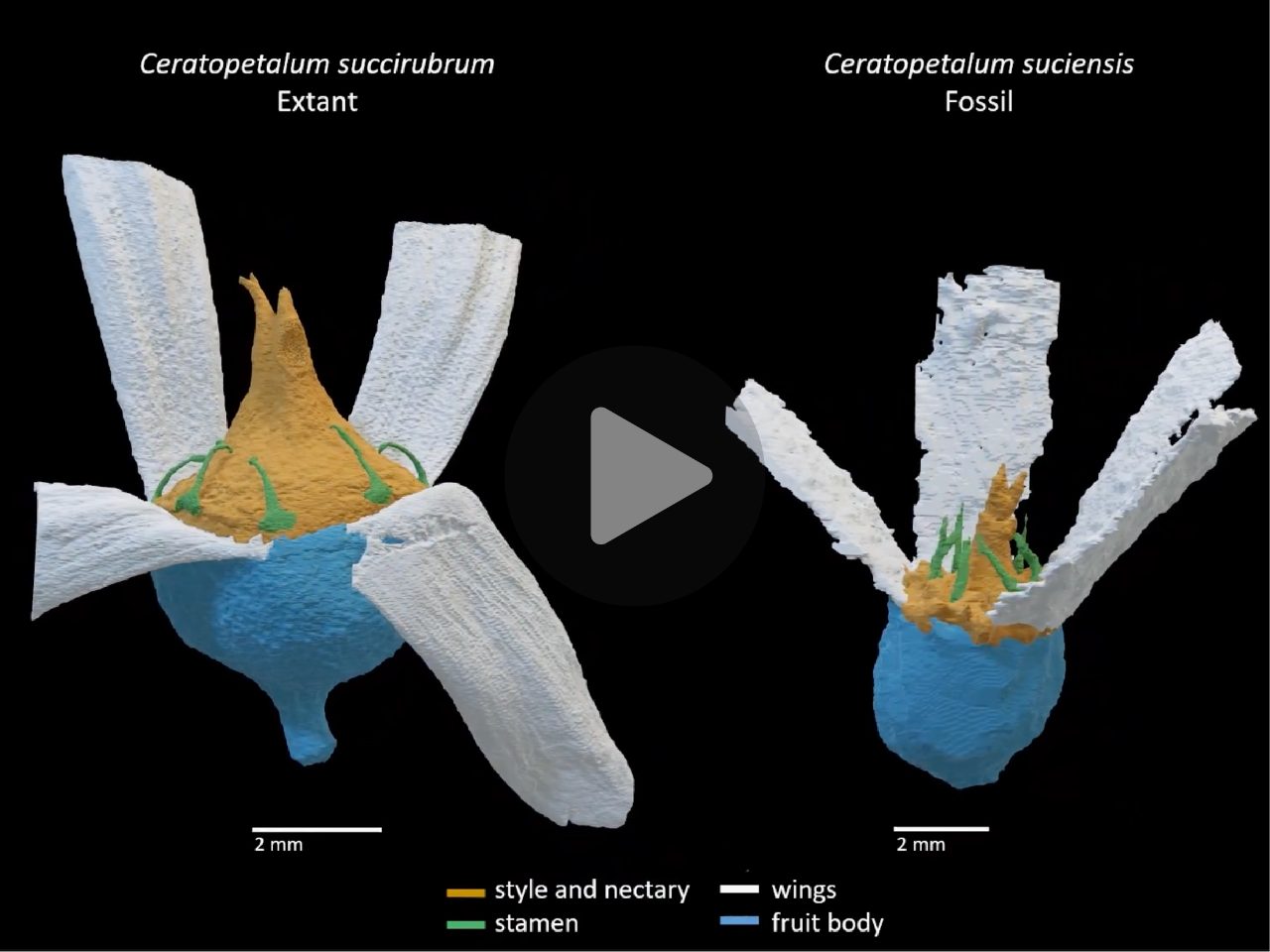 3D reconstruction of Ceratopetalum sucuensis and Ceratopetalum succirubrum
