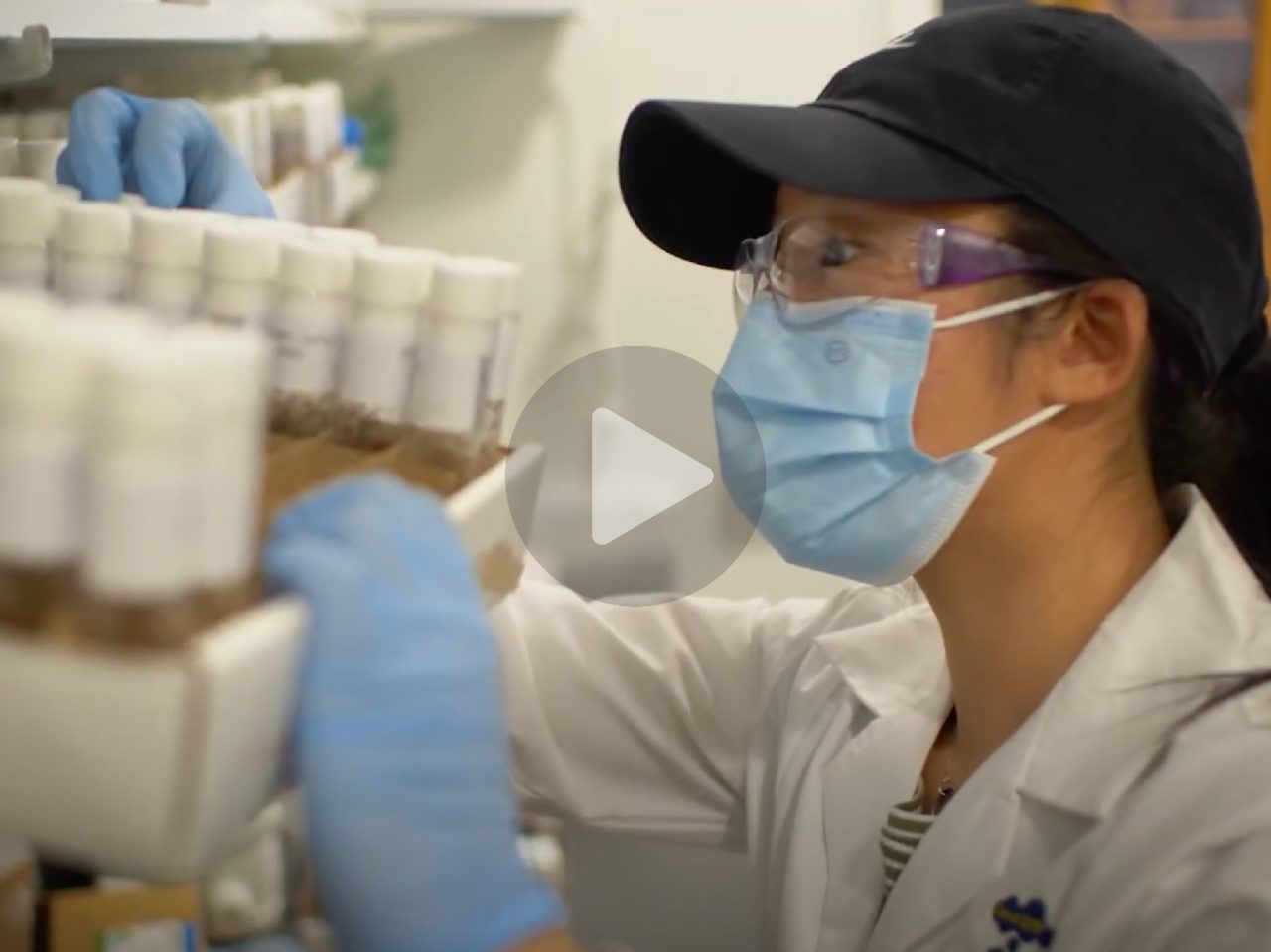 Researcher observing fruit flies