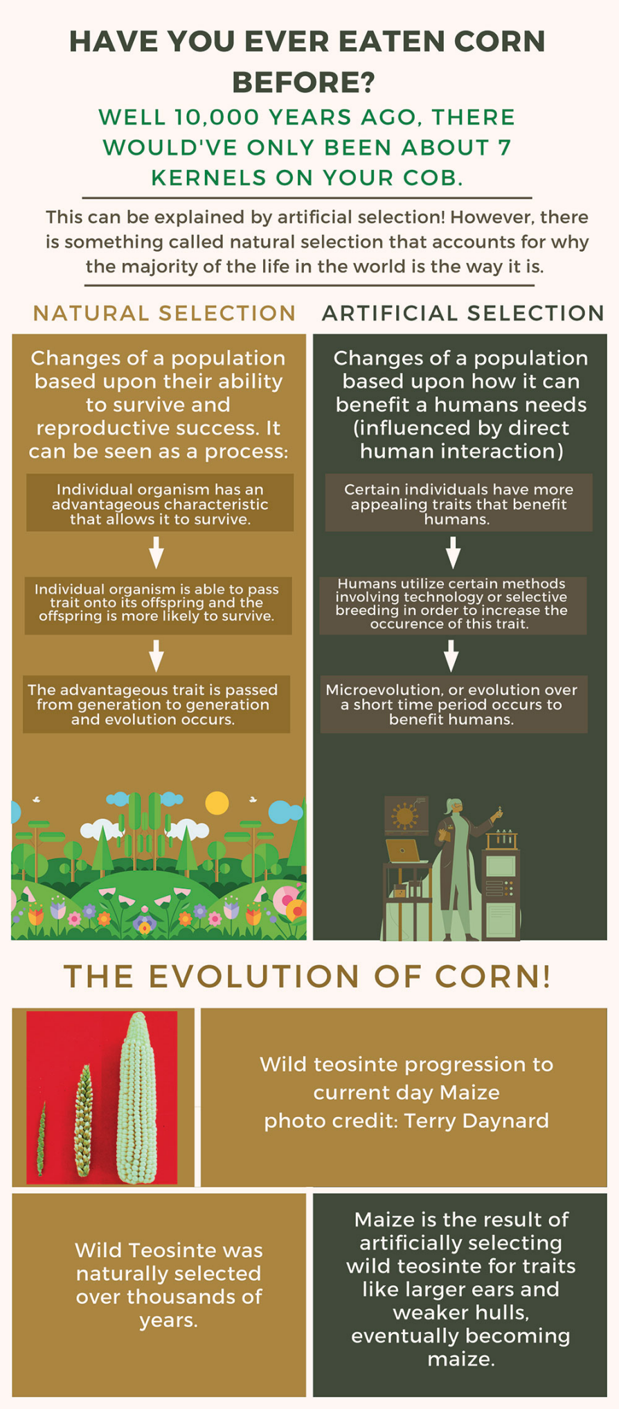 Have you ever eaten corn before? Artificial Selection infographic
