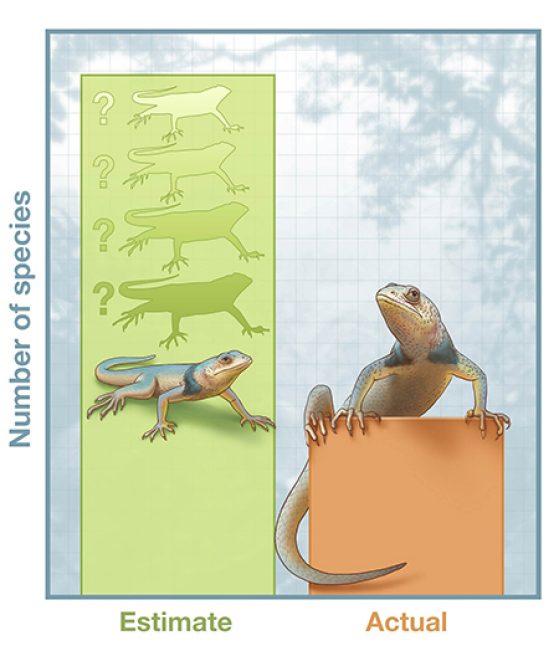 Blurred species boundaries lead genomic approaches to overestimate the actual number of species. Illustration credit: John Megahan