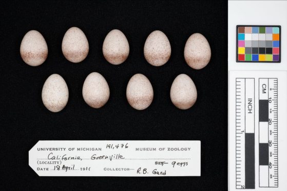 egg specimens 
