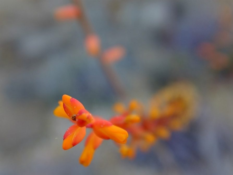 orange milkweed flower