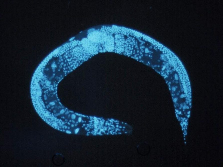 Different means to the same end: How a worm protects its chromosomes 