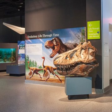 Our new, interactive exhibits tell the story of our world and what we know about it. Visit iconic dinosaur exhibits from the old museum, touch real specimens, and use our high tech tools to take an even closer look! 