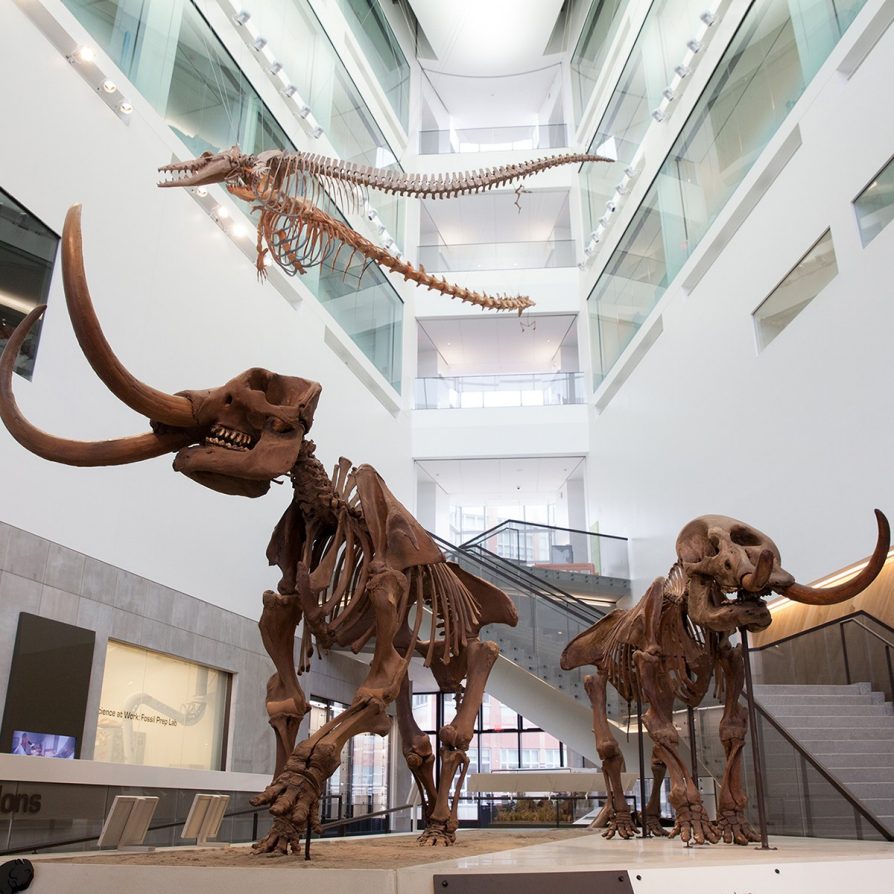 Learn more about becoming a member or making a donation! About half of the U-M Museum of Natural History's revenue comes from sources outside the university, including membership fees, individual gifts, and corporate sponsors.