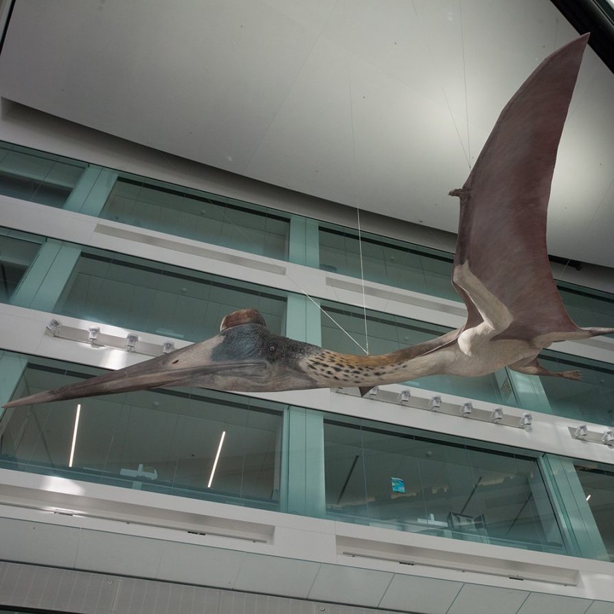 A life-size model of a prehistoric pterosaur now hangs in the five-story west atrium in the University of Michigan's new Biological Science Building. 