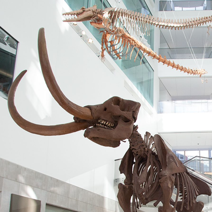 Learn more about becoming a member or making a donation! About half of the U-M Museum of Natural History's revenue comes from sources outside the university, including membership fees, individual gifts, and corporate sponsors.