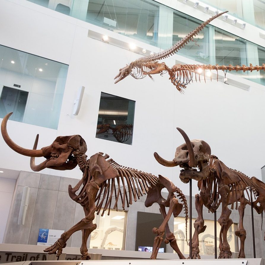 Learn more about the U-M Museum of Natural History hours, directions, parking, and latest happenings!