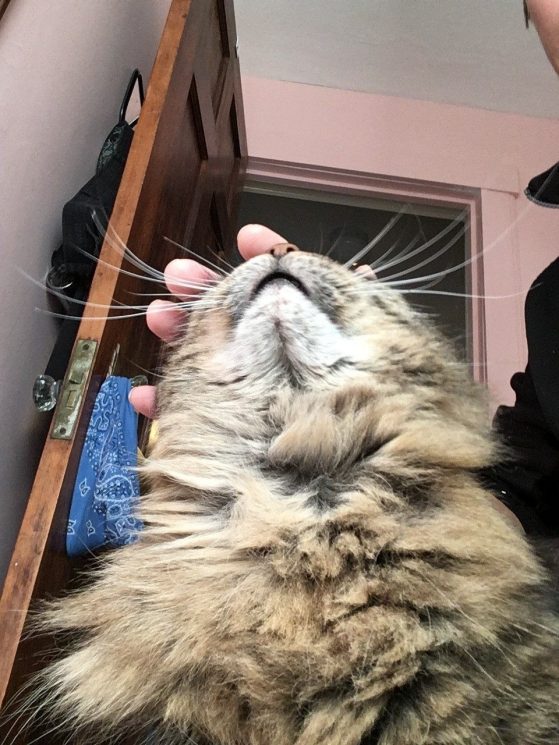 A strange picture of a cat's chin