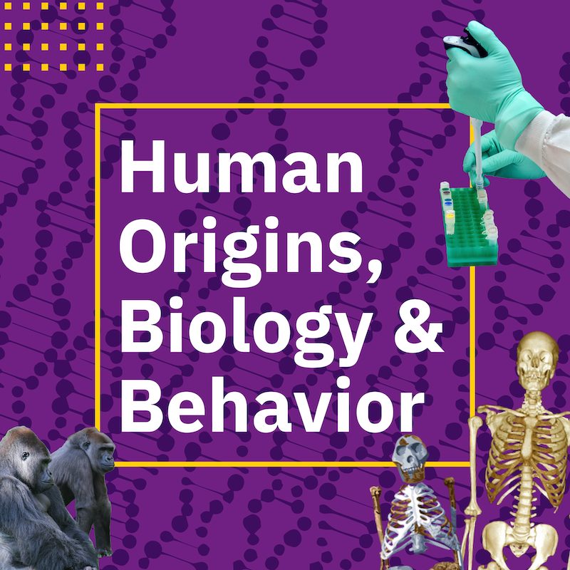 Human Origins, Biology, and Behavior with images of gorillas, skeletons of Homo sapien and Australopithecus afarensis, and a gloved hand with a pipette and test tubes.