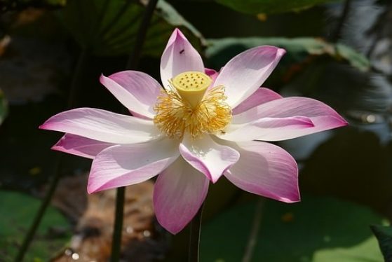 image of Vietnamese water lily