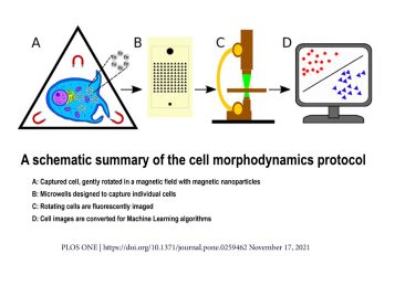 kopelman-cell-morphodynamics