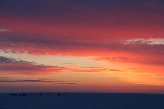 Sun over a caribou herd on the Arctic tundra