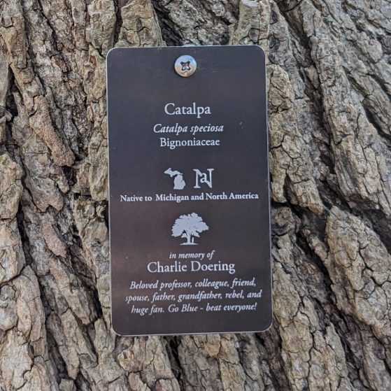 The plaque on the tree dedicated to Charlie