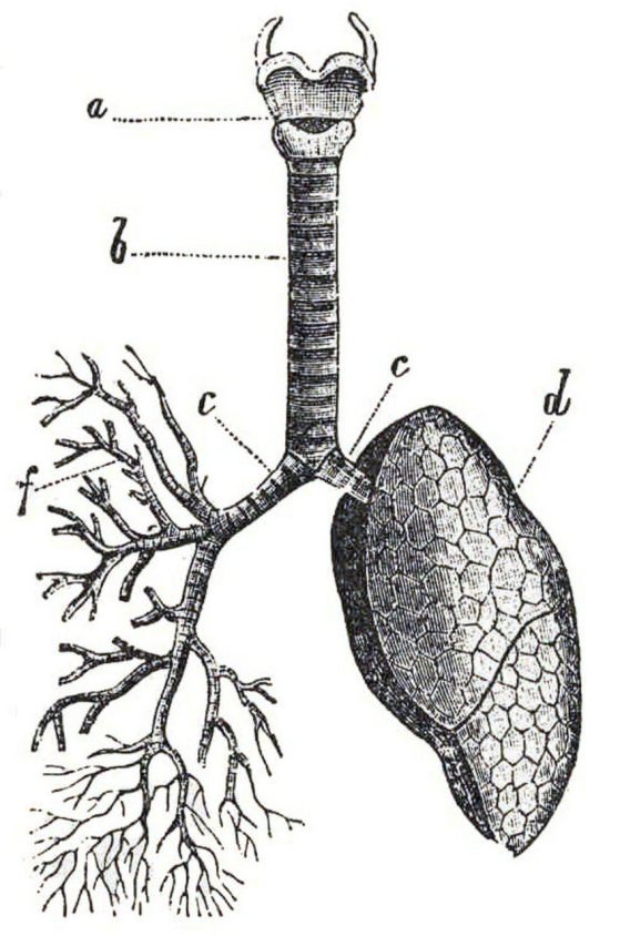 A drawing of a lung showing the outside of the lung on the right and the inside of the lung on the left.