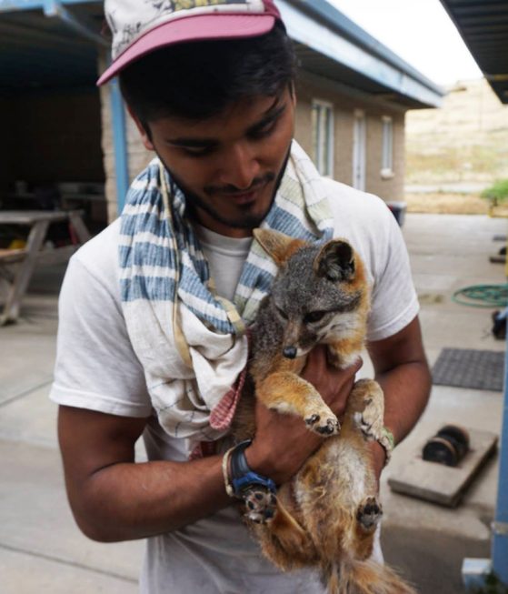 Rumaan Malhotra holding a small fox (unrelated, but very similar to Darwin’s fox) on the Channel Islands.