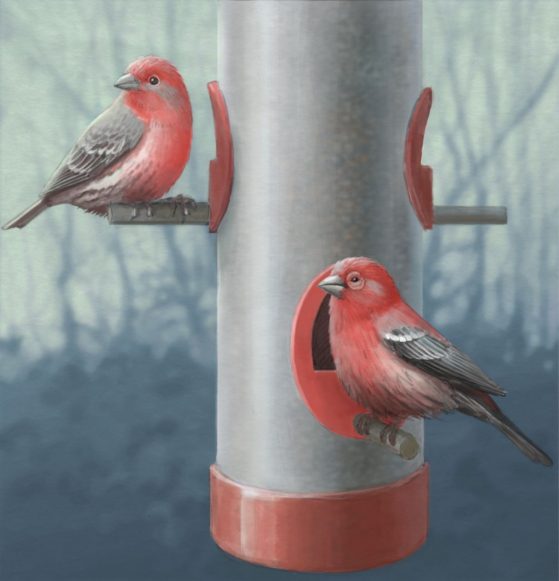 Finches at a bird feeder