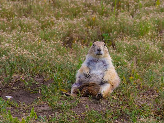 Honorable Mention: Prairie Dog's Day of Zen Meditation by Chuan Li. Badlands National Park, South Dakota, USA.