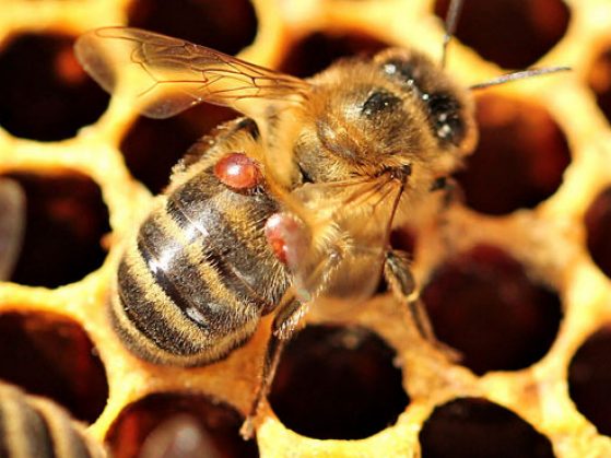 Bee with mites on honeycomb