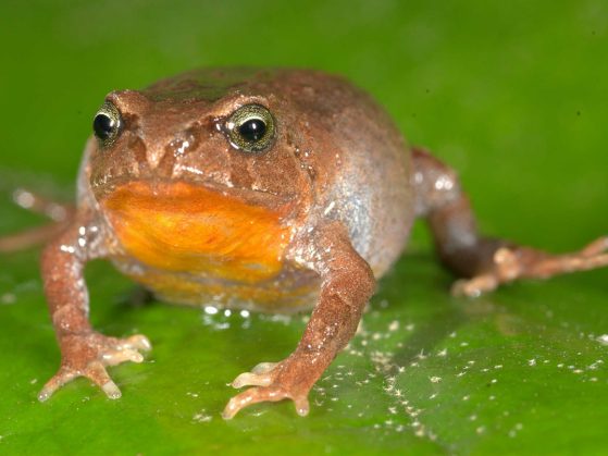 Bryophryne hanssaueri is one of the 22 species included in the Peruvian frog study. Image credit: Alessandro Catenazzi