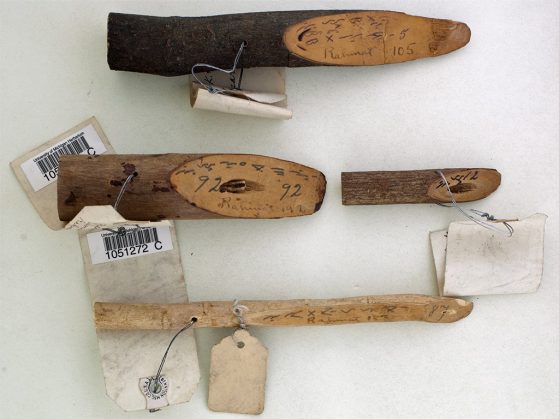 Branch cuttings collected by Rahmat Si Boeea in northern Sumatra in 1928, showing labels in the indigenous Batak script.