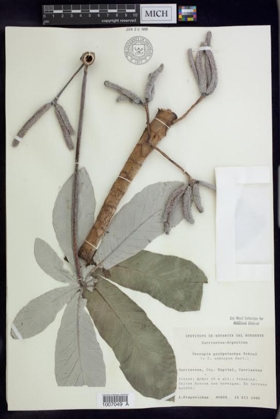 A voucher for one of the wood samples, Cecropia pachystachya, showing a leaf and fruits, collected in Argentina in 1986.