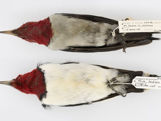 Red-headed Woodpecker Melanerpes erythrocephalus, top collected in Waterloo, MIch., 1919. Bottom, two miles north of Waterloo, Mich., 1969.