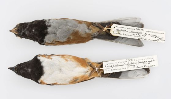 Eastern Towhee Pipilo erythrophthalmus, top collected in Erie Township, Mich., 1936. Bottom collected in Ann Arbor, Mich., 2004. 