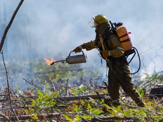 The fire crew used drip torches containing a mix of diesel fuel and gasoline to ignite dead branches and ground cover. The newly added burn plot is the sixth in a long-running experiment that began in 1936. Image credit: Roger Hart, Michigan Photography 