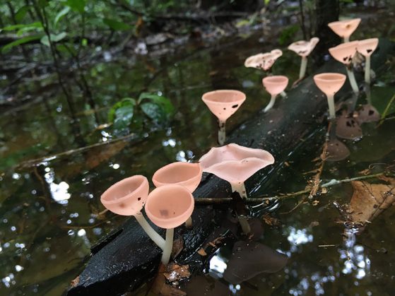 Second place: Dan Rabosky, Mushrooms in the floodplain, Peruvian Amazon.