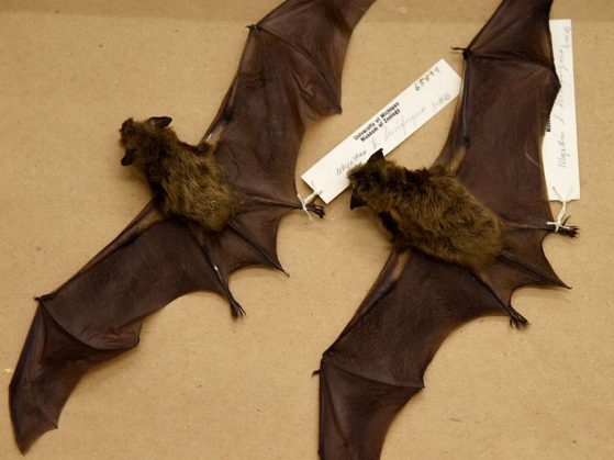 Preserved bat skins at the Research Museums Center at University of Michigan's Museum of Zoology.
