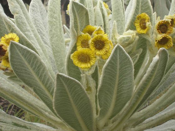 Espeletia pycnophylla, a flowering plant found in Colombia and Ecuador.