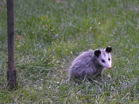 An opossum foraging under a bird feeder in Dublin, Ohio.