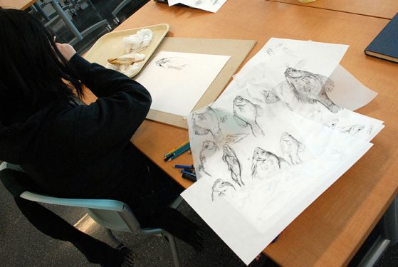 Una Koh explores the sunfish through illustration. Image: Dale Austin