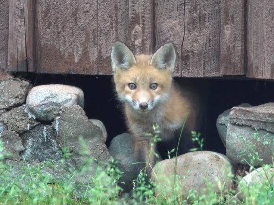 Screenshot of a young fox from the video by San Pedro River Videos, Michael Foster.