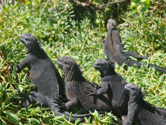 These iguanas are lining up to bring you this bounty of good news. Image: Kristel Sanchez, Galapagos, Ecuador.