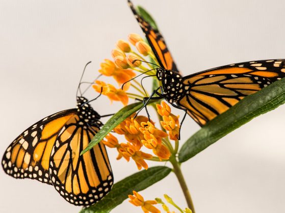 Two monarch butterflies on a milkweed plant in a University of Michigan laboratory.