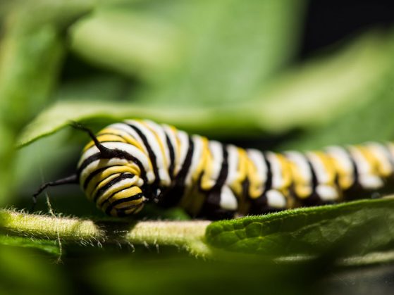 Monarch caterpillar on a milkweed plant in a University of Michigan laboratory.