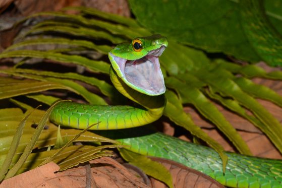 Second place: A Very Happy or Very Angry Parrotsnake (Leptophis ahaetula), Cusuco National Park, Honduras, John David Curlis