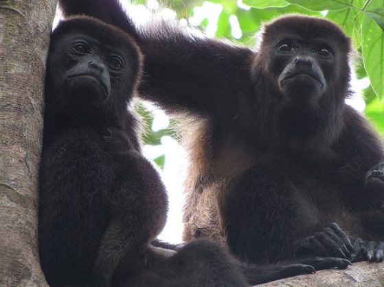 Two mantled howler monkey females with babies. 